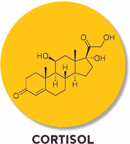 cortisol stress